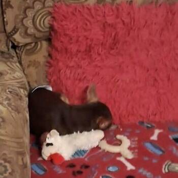 Chihuahua Dogs Available for Adoption - Tito | PetCurious