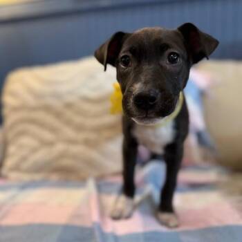 Pit Bull Terrier Dogs Available for Adoption - Graham Cracker | PetCurious