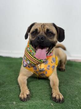 Pepito-One of our Amazing Rescue Dogs -  Pug and Beagle Dog for Adoption in Carlsbad, California - Pepito-One Of Our Amazing Rescue Dogs | PetCurious