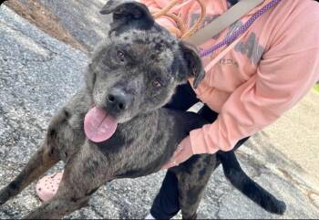 Catahoula Leopard Dog Dogs Available for Adoption in Manchester, Connecticut - Pike | PetCurious