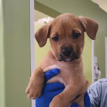 Mixed Breed Dogs Available for Adoption in Pinellas Park, Florida - Jim (Sam) | PetCurious