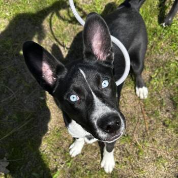 Rescue Husky Dogs for Adoption in Sonora, California - Dally | PetCurious