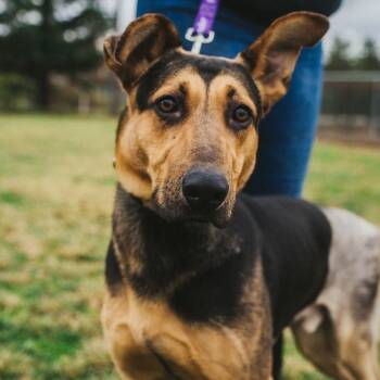 Rescue German Shepherd Dog Dogs for Adoption in Wilton, California - Rin Tin Tin | PetCurious