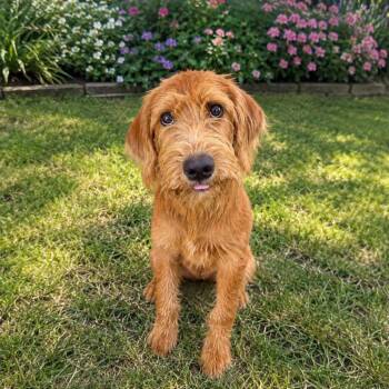 Dood -  Golden Retriever Dog for Adoption in Baton Rouge, Louisiana - Dood | PetCurious