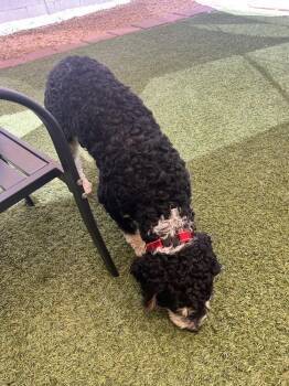 Cooper -  Poodle Dog for Adoption in Hurricane, Utah - Cooper | PetCurious