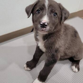 Freddie -  Cattle Dog and Mixed Breed Dog for Adoption in Buchanan Dam, Texas - Freddie | PetCurious