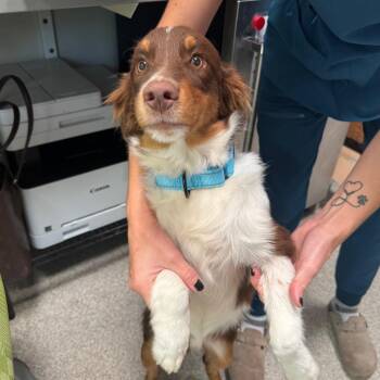 Tango -  Australian Shepherd Dog for Adoption in Englewood, Florida - Tango | PetCurious