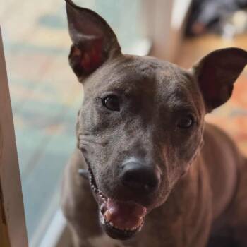 Staffordshire Bull Terrier Dogs Available for Adoption in Yonkers, New York - Alfalfa | PetCurious