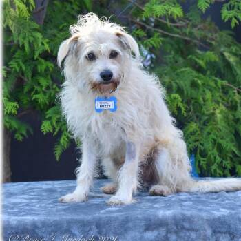 Terrier Dogs Available for Adoption - Buzzy | PetCurious