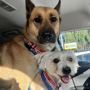 Terrier and Mixed Breed Dogs Available for Adoption in Nowata, Oklahoma - Gucci | PetCurious