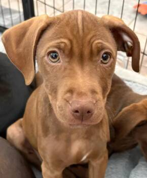 Mixed Breed Dogs Available for Adoption in Lindenhurst, New York - Paige Turner | PetCurious