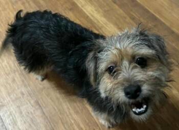 Abby (Panini) -  Yorkshire Terrier Dog for Adoption in Dallas, Texas - Abby (Panini) | PetCurious
