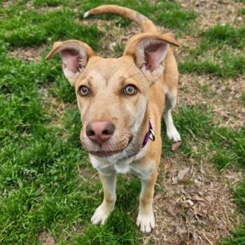 Yellow Labrador Retriever Dogs Available for Adoption in Klein, Texas - Allie | PetCurious