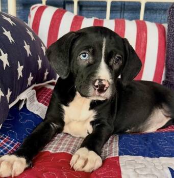 Pointer and Catahoula Leopard Dog Dogs Available for Adoption in Washington, District Of Columbia - Babe Finn | PetCurious