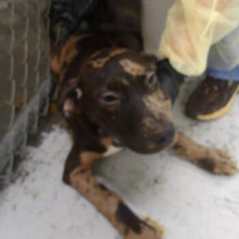 Roy Pup 2 -  Doberman Pinscher and Terrier Dog for Adoption in Marble, North Carolina - Roy Pup 2 | PetCurious