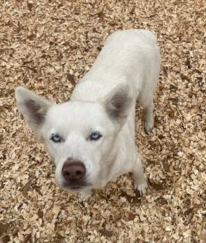 Rescue Husky Dogs for Adoption in Troy, Alabama - Freeway | PetCurious