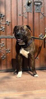 Rodney aka RJ -  Mixed Breed and Pit Bull Terrier Dog for Adoption in Buffalo, New York - Rodney Aka RJ | PetCurious