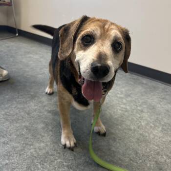 Fred -  Beagle Dog for Adoption in Clarksville, Tennessee - Fred | PetCurious
