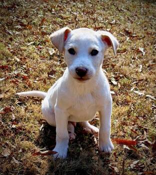 American Bully and Labrador Retriever Dogs Available for Adoption - Barney | PetCurious
