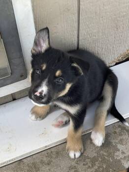 Gala -  Australian Shepherd Dog for Adoption in Bolivar, Missouri - Gala | PetCurious