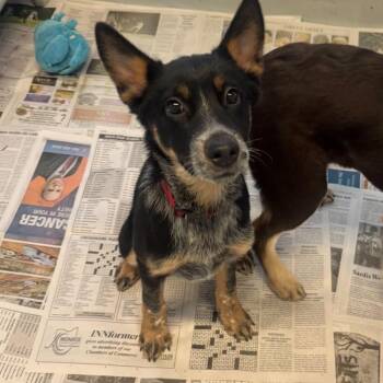 Rip PENDING -  Mixed Breed Dog for Adoption in Huntington, West Virginia - Rip PENDING | PetCurious