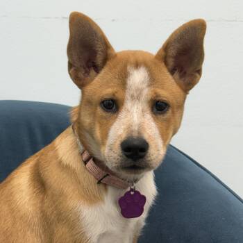 Bree -  Australian Cattle Dog Blue Heeler Dog for Adoption in South Hempstead, New York - Bree | PetCurious