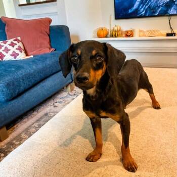 Cricket -  Dachshund and Mixed Breed Dog for Adoption in Baton Rouge, Louisiana - Cricket | PetCurious