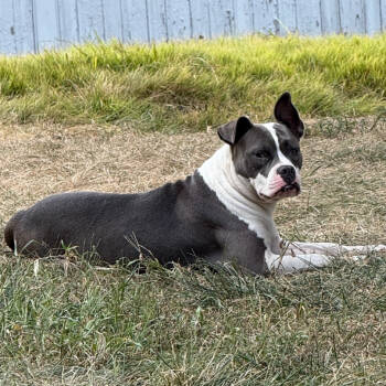 Rescue Terrier Dogs for Adoption in St. Louis, Missouri - Riverine Rabbit | PetCurious