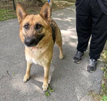 German Shepherd Dog Dogs Available for Adoption in Lawrenceburg, Tennessee - October | PetCurious