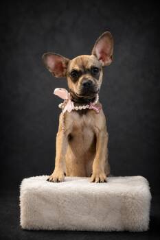 Sadie -  Chihuahua Dog for Adoption in Concord, California - Sadie | PetCurious