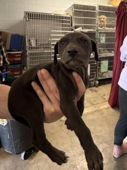 Gouda -  Mixed Breed Dog for Adoption in Georgetown, South Carolina - Gouda | PetCurious