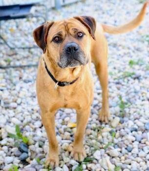 Chomper -  Mixed Breed Dog for Adoption in Winnipeg, Manitoba - Chomper | PetCurious