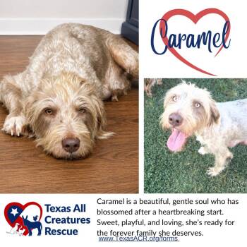 Caramel -  Terrier and Labrador Retriever Dog for Adoption in Alvarado, Texas - Caramel | PetCurious