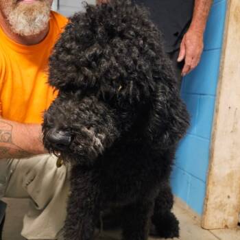 Rescue Standard Poodle Dogs for Adoption in Goltry, Oklahoma - Liquorice | PetCurious
