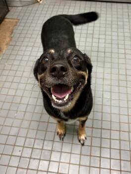 PINKY PIE -  Rottweiler Dog for Adoption in Killeen, Texas - PINKY PIE | PetCurious