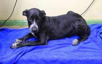 Glinda -  Hound and Mixed Breed Dog for Adoption in Picayune, Mississippi - Glinda | PetCurious