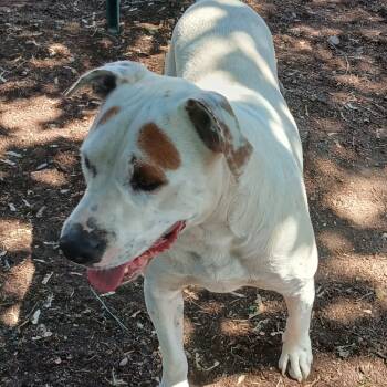 Rescue Hound and Pit Bull Terrier Dogs for Adoption in Spokane, Washington - Karma (pka Magnolia) | PetCurious