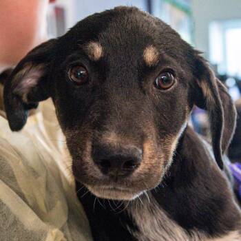 Mixed Breed Dogs Available for Adoption - Sanji *Avail Tues 3/17* | PetCurious