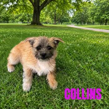 Cairn Terrier and Shih Tzu Dogs Available for Adoption in Truth Or Consequences, New Mexico - Collins | PetCurious