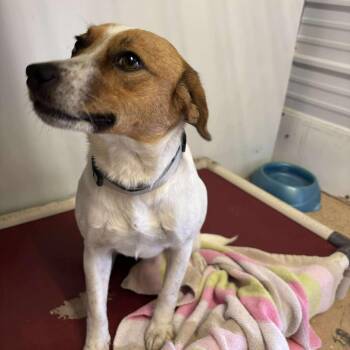 Rescue Jack Russell Terrier Dogs for Adoption in O