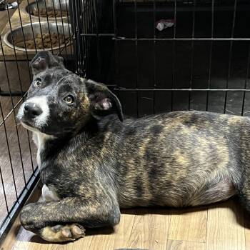 Rescue Shepherd Dogs for Adoption in Portland, Maine - Abby | PetCurious