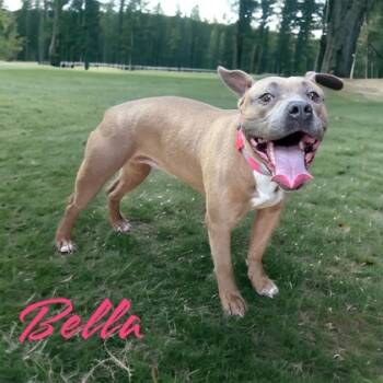 Rescue Terrier and Mixed Breed Dogs for Adoption in Cumberland, Maryland - Bella | PetCurious