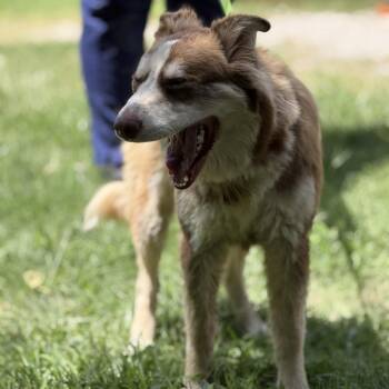 Jan -  Mixed Breed Dog for Adoption in Pauls Valley, Oklahoma - Jan | PetCurious