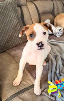 American Staffordshire Terrier Dogs Available for Adoption - Lola | PetCurious
