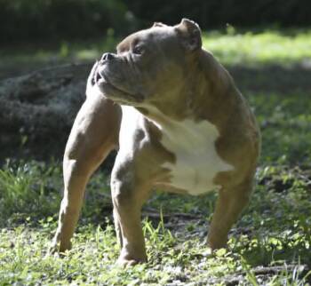 Frankie -  American Bulldog Dog for Adoption in Osteen, Florida - Frankie | PetCurious