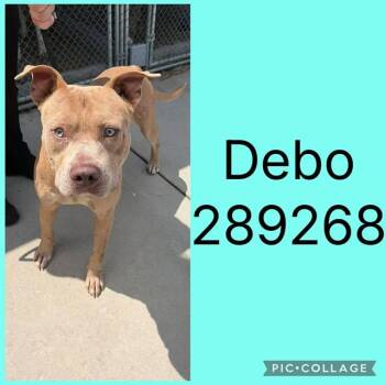 DEBO -  American Bulldog and Mixed Breed Dog for Adoption in Macon, Georgia - DEBO | PetCurious