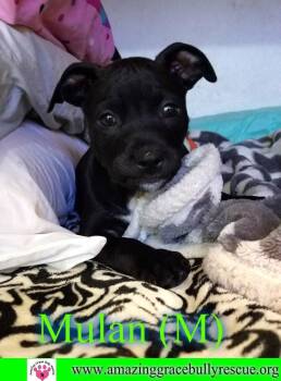 Mulan aka Sasha -  American Staffordshire Terrier Dog for Adoption in Pensacola, Florida - Mulan Aka Sasha | PetCurious