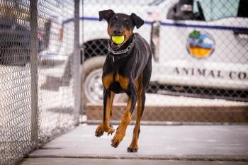 Cerberus -  Doberman Pinscher Dog for Adoption in Twentynine Palms, California - Cerberus | PetCurious