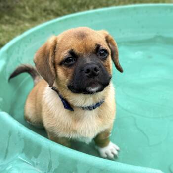 Jax -  Pug Dog for Adoption in Fairfield, Connecticut - Jax | PetCurious