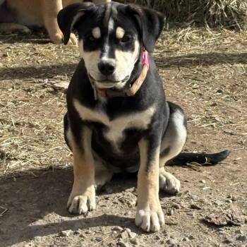 Carvers -  Shepherd Dog Available for Adoption in Pagosa Springs, Colorado - Carvers | PetCurious